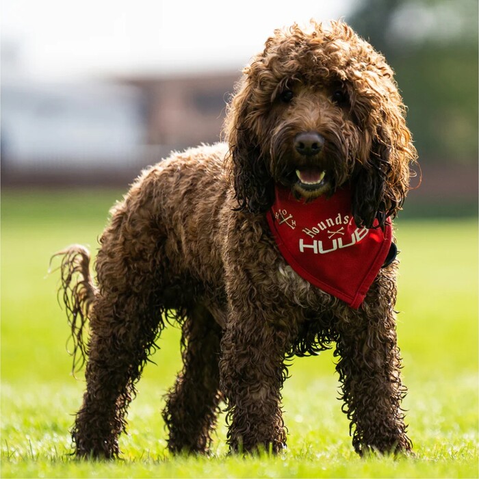 Huub Pet PET 2024 Pauelo Bandana A2- Red